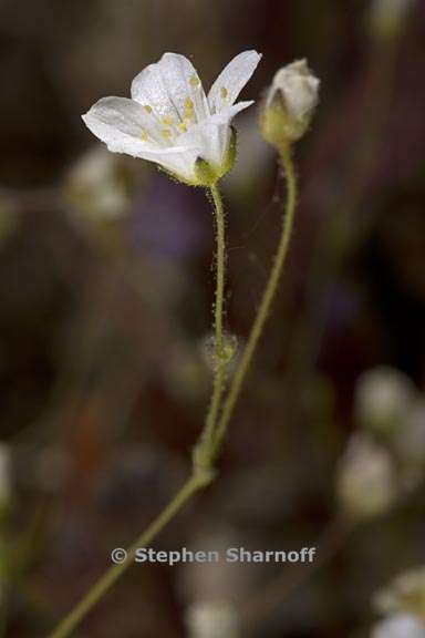 sabulina douglasii 5 graphic